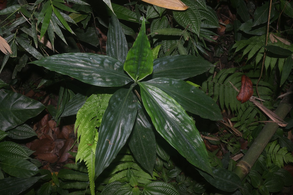Pollia secundiflora (Blume) Bakh.f.